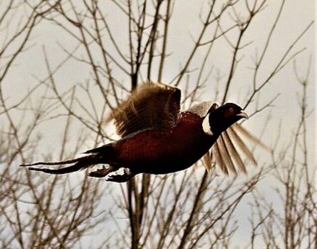 NYS rethinking small game, pheasant hunting